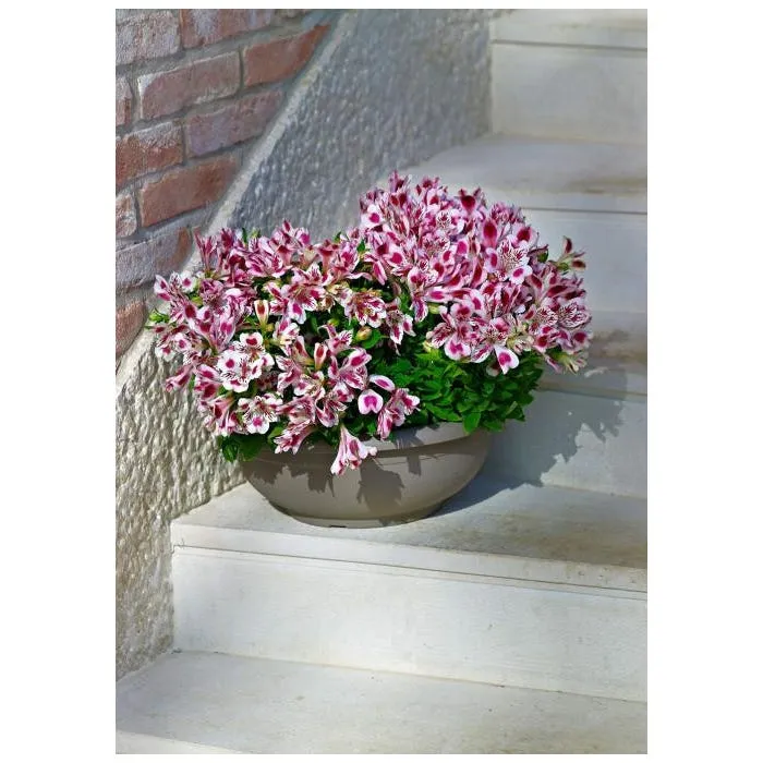 Olimpo Cuenco 35 cm. antracita (10 unidades)