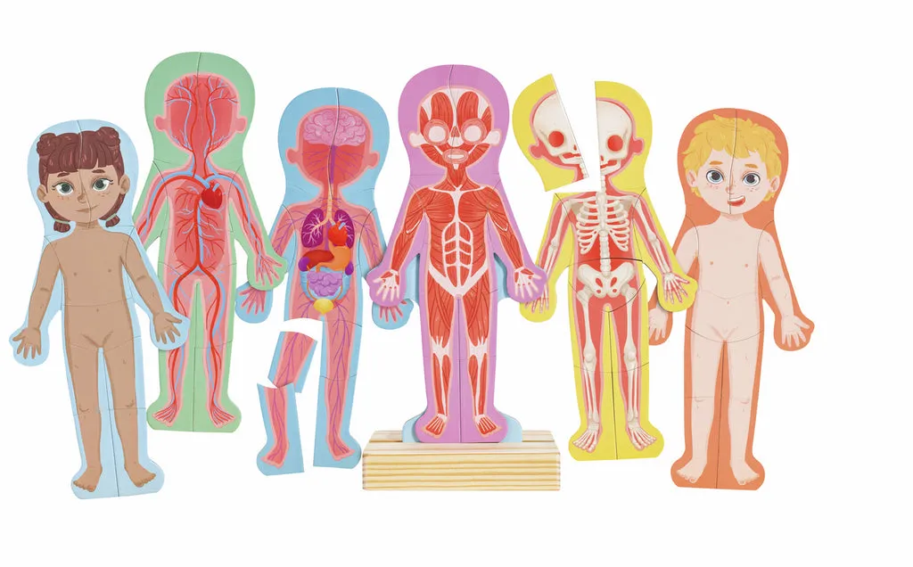 Rompecabezas magnético del cuerpo humano · Hape