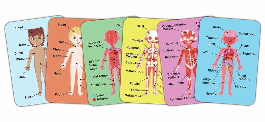 Rompecabezas magnético del cuerpo humano · Hape
